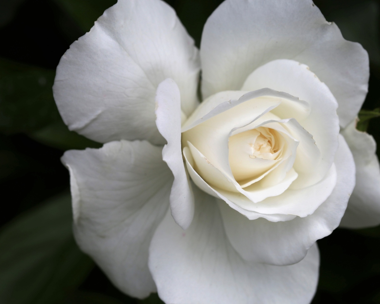 Цветок белой розы вблизи