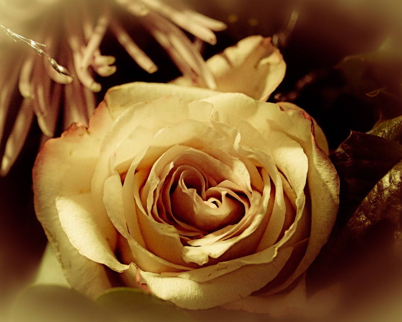 Белый цветок розы в букете вблизи