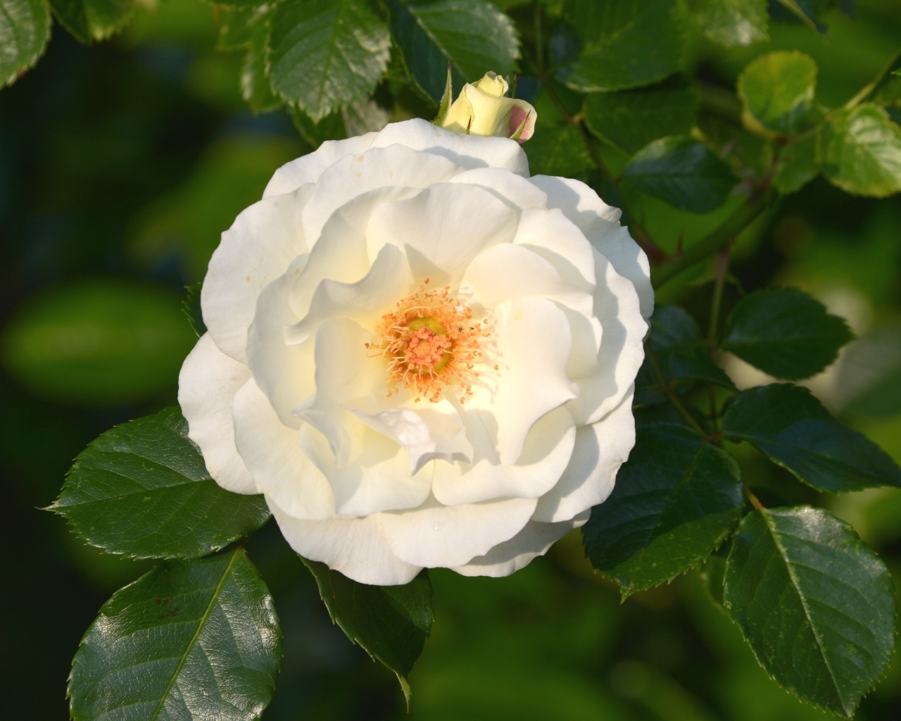 Белая роза в зеленых листьях на клумбе