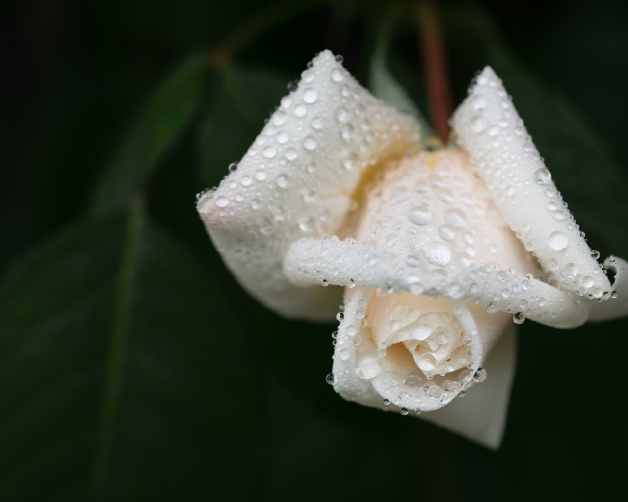 Белая роза в каплях воды крупным планом