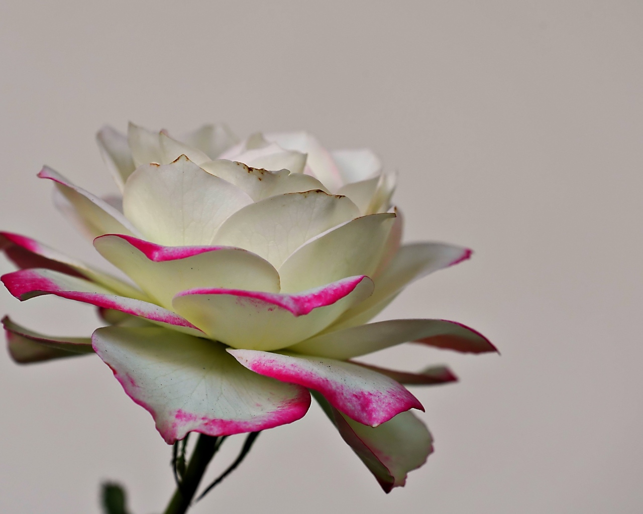 Белая роза с розовыми краями на лепестках 