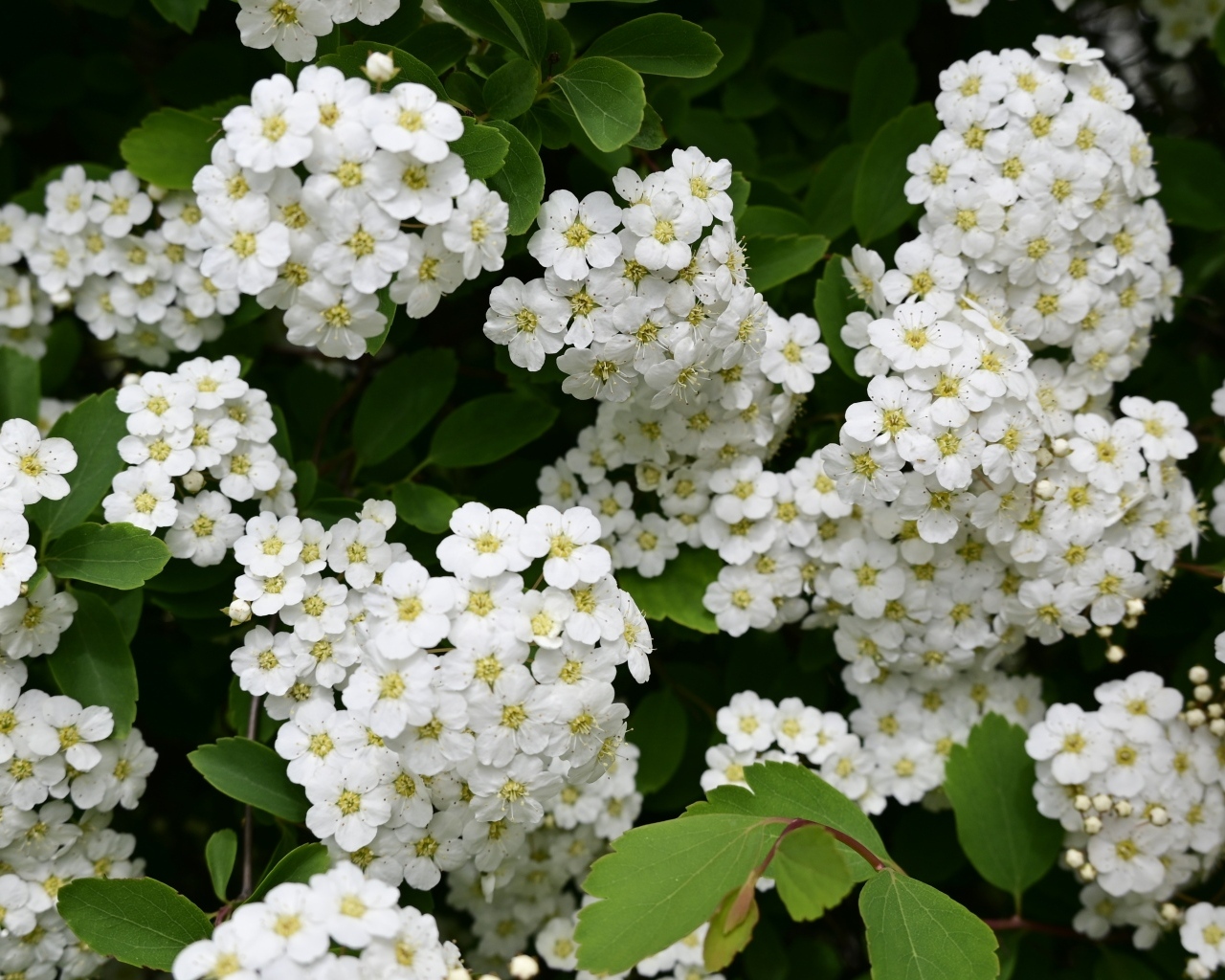 Белые цветы рябины крупным планом