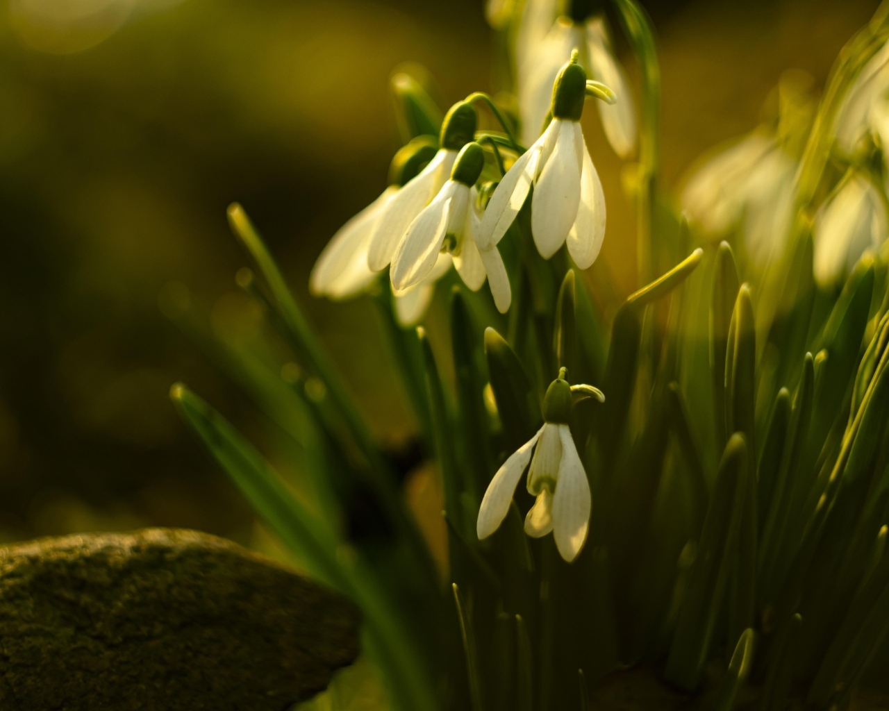 Белые цветы подснежника в лучах весеннего солнца