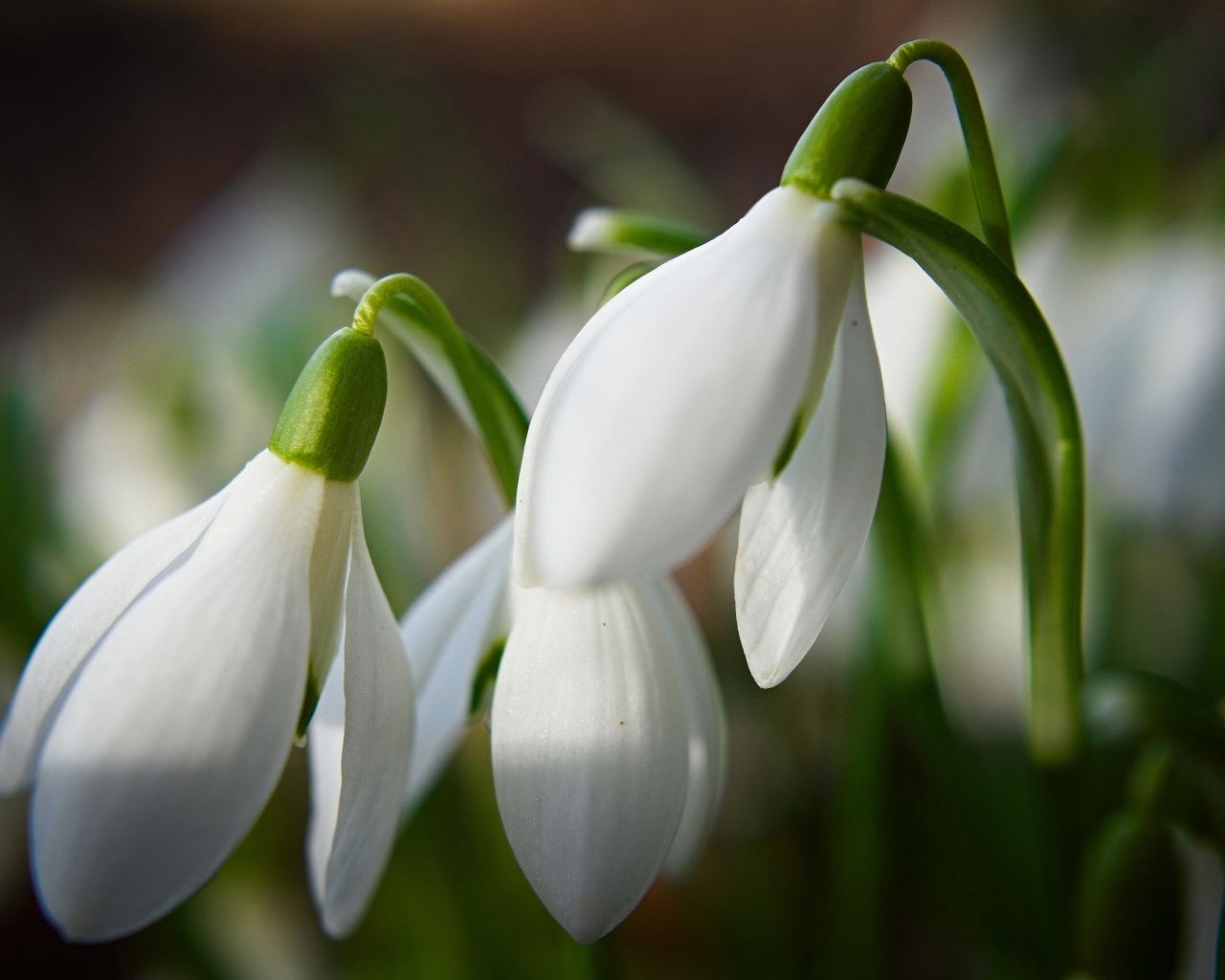 Белые подснежники крупным планом