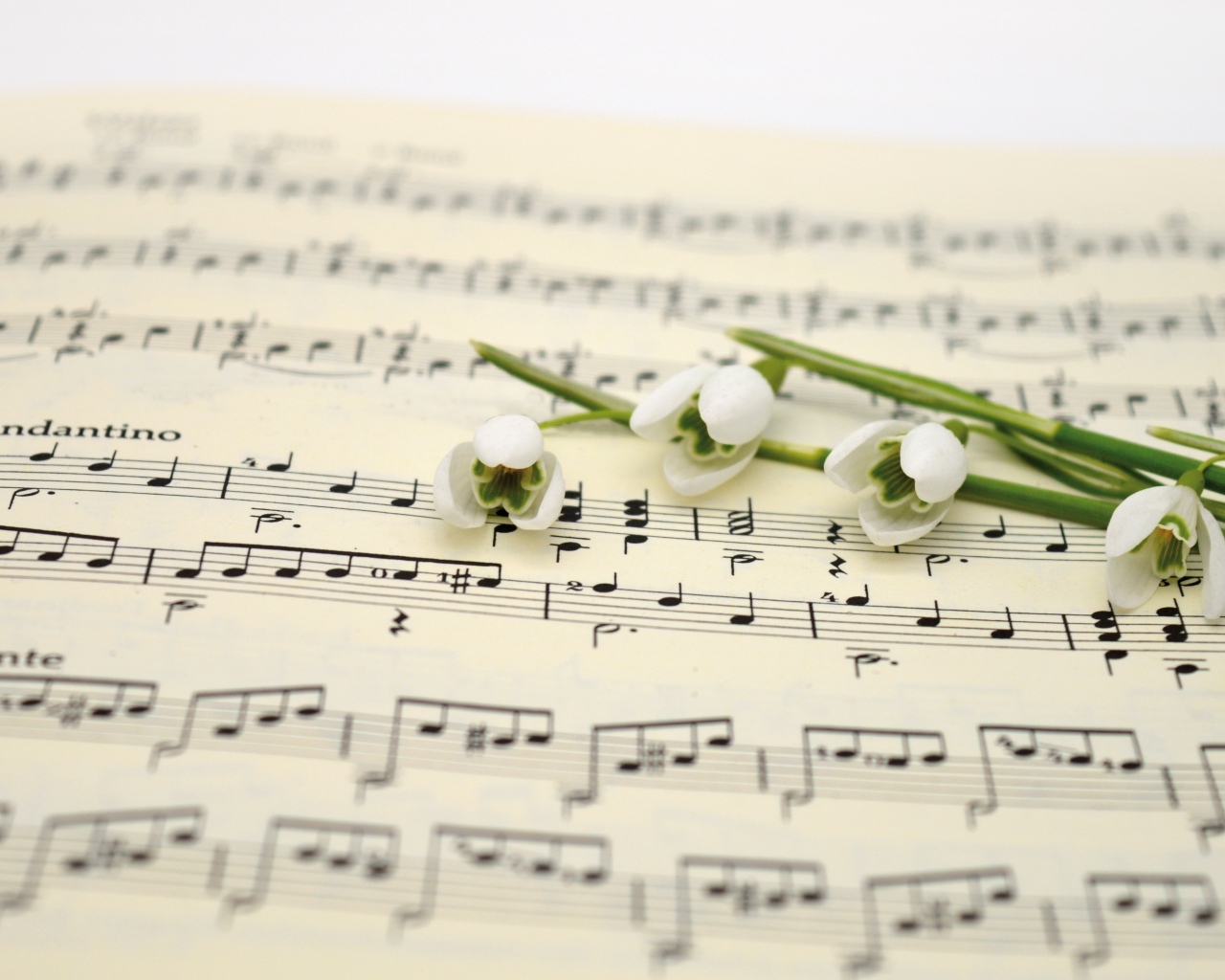 Белые подснежники на нотной тетради