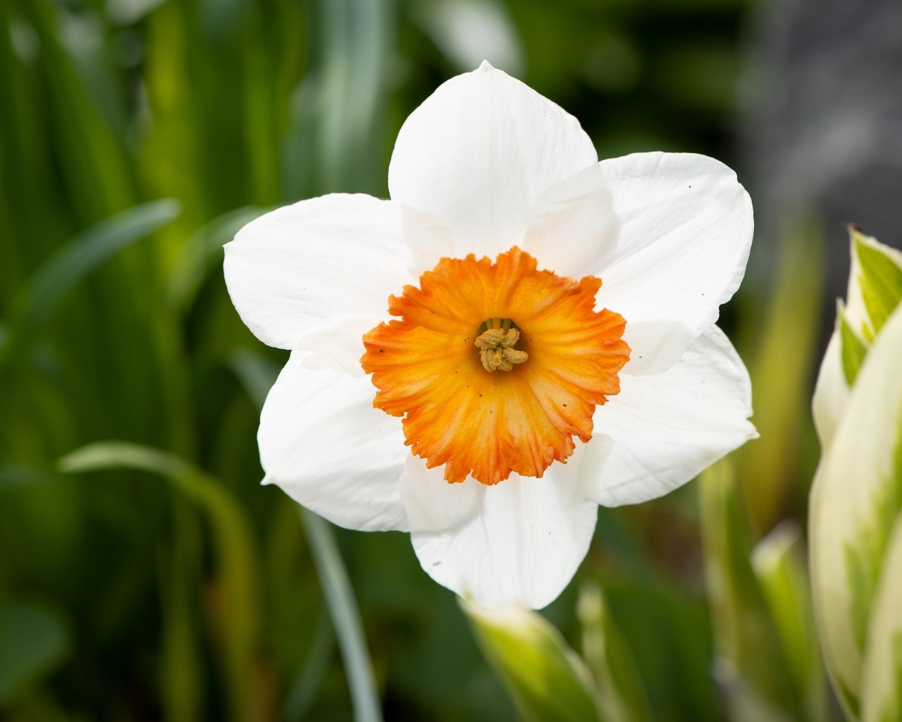 Белый весенний нарцисс крупным планом