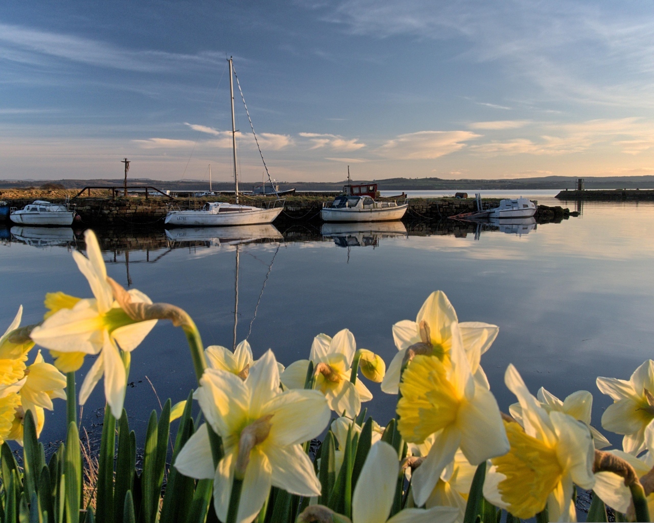 Белые весенние нарциссы растут у воды