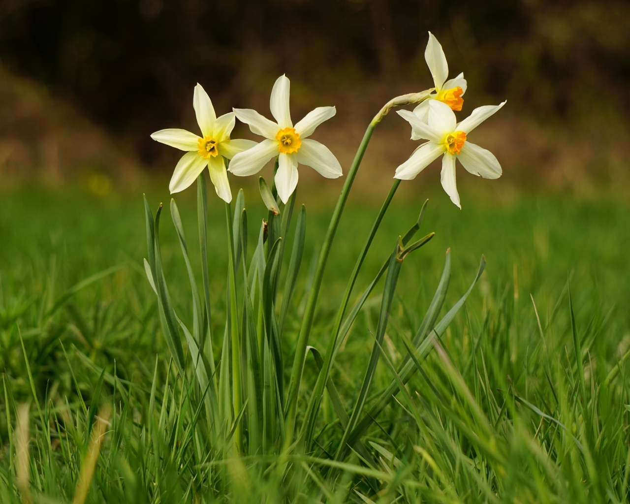 Белые весенние нарциссы в зеленой траве