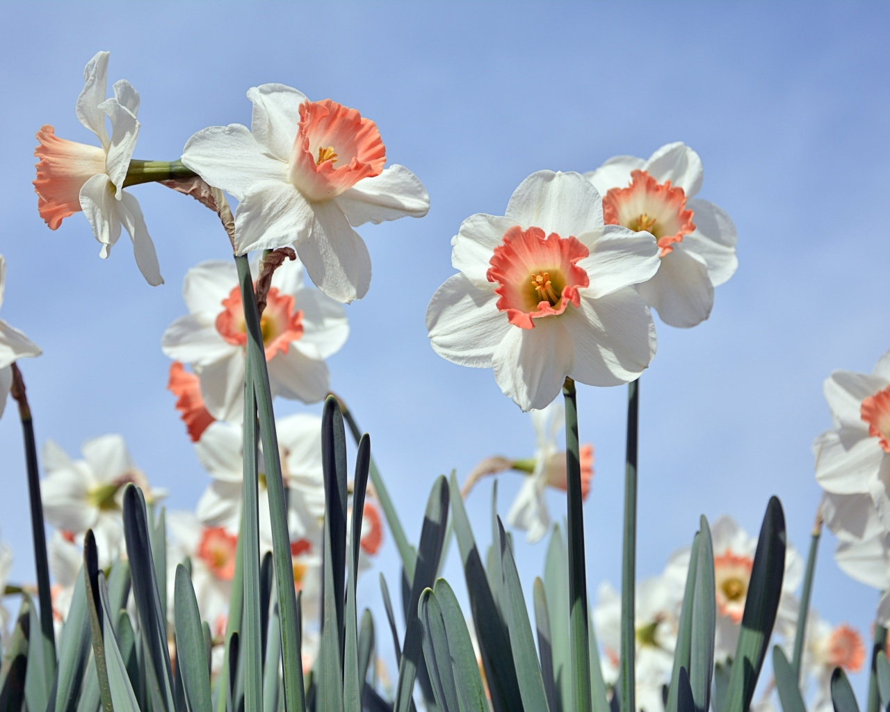 Белые весенние нарциссы на голубом фоне