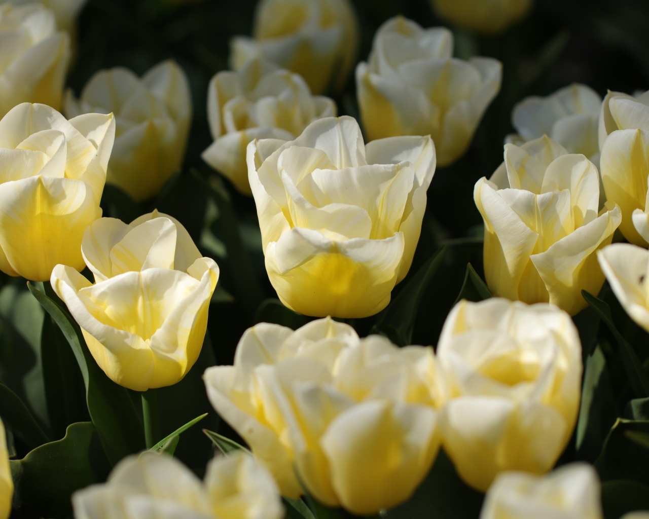 Белые тюльпаны на клумбе в лучах солнца