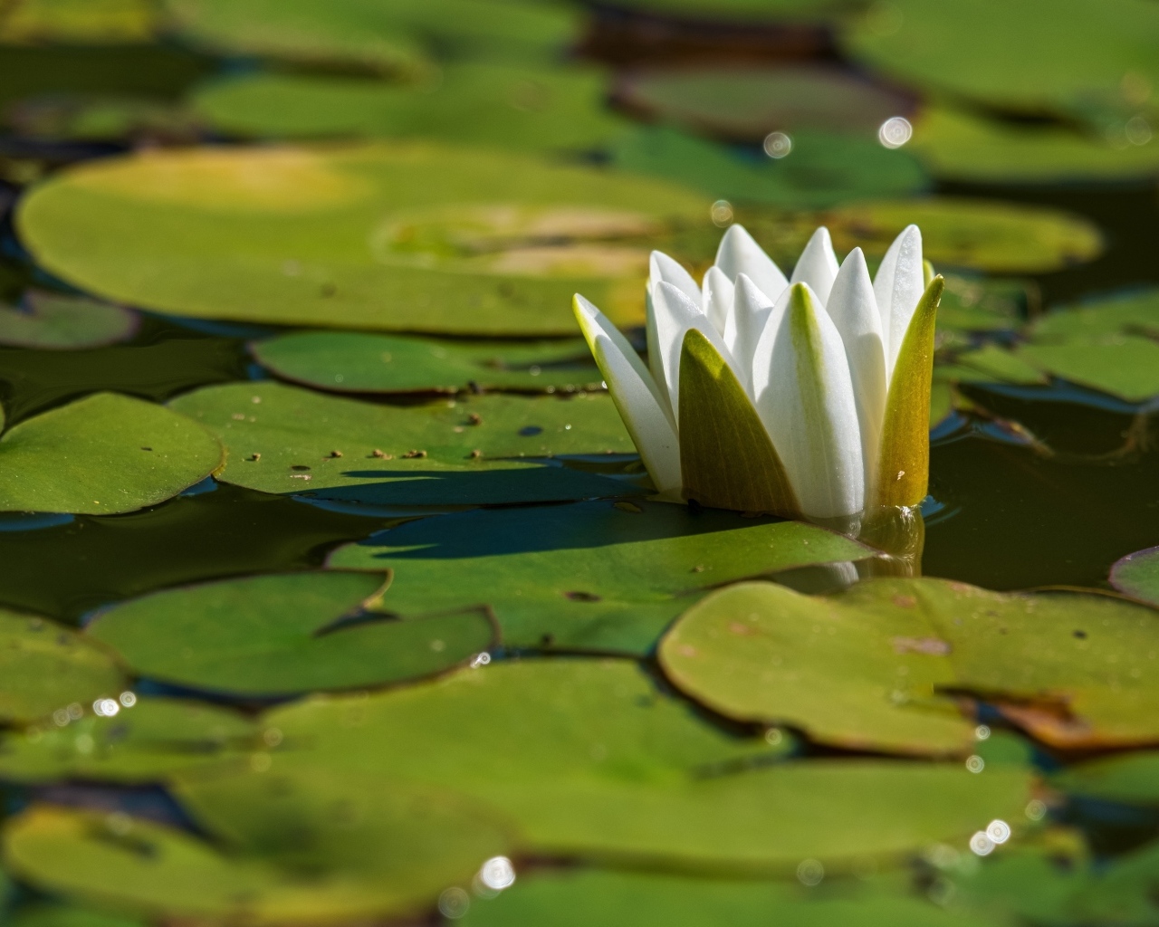 Белая водяная лилия распускается в пруду