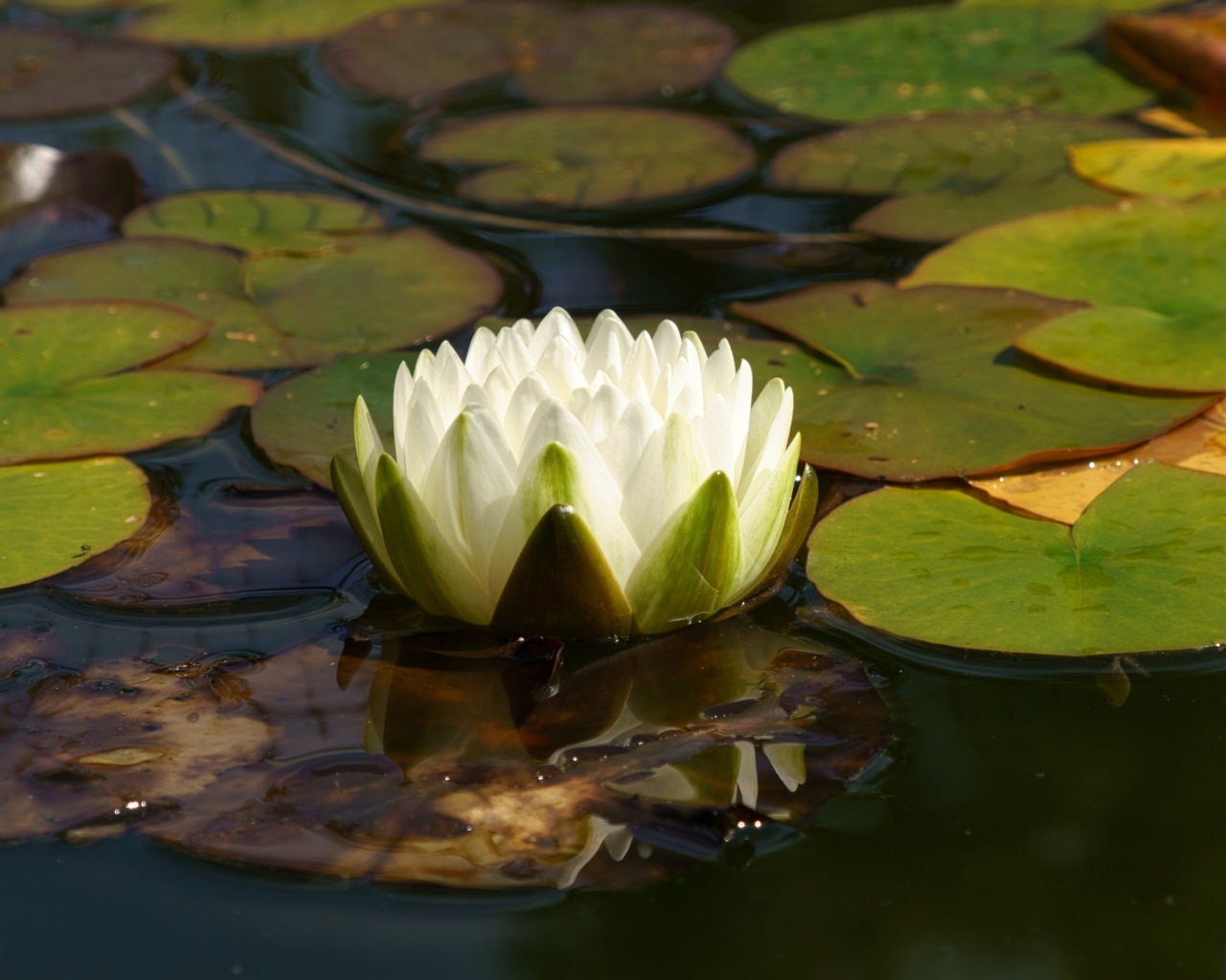 Белая водяная лилия плавает в зеленых листьях
