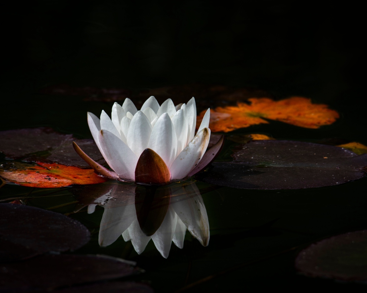 Белый цветок водяной лилии с большим зелеными листьями в пруду