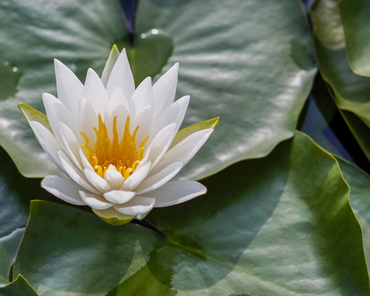 Белая кувшинка в зеленых листьях в воде