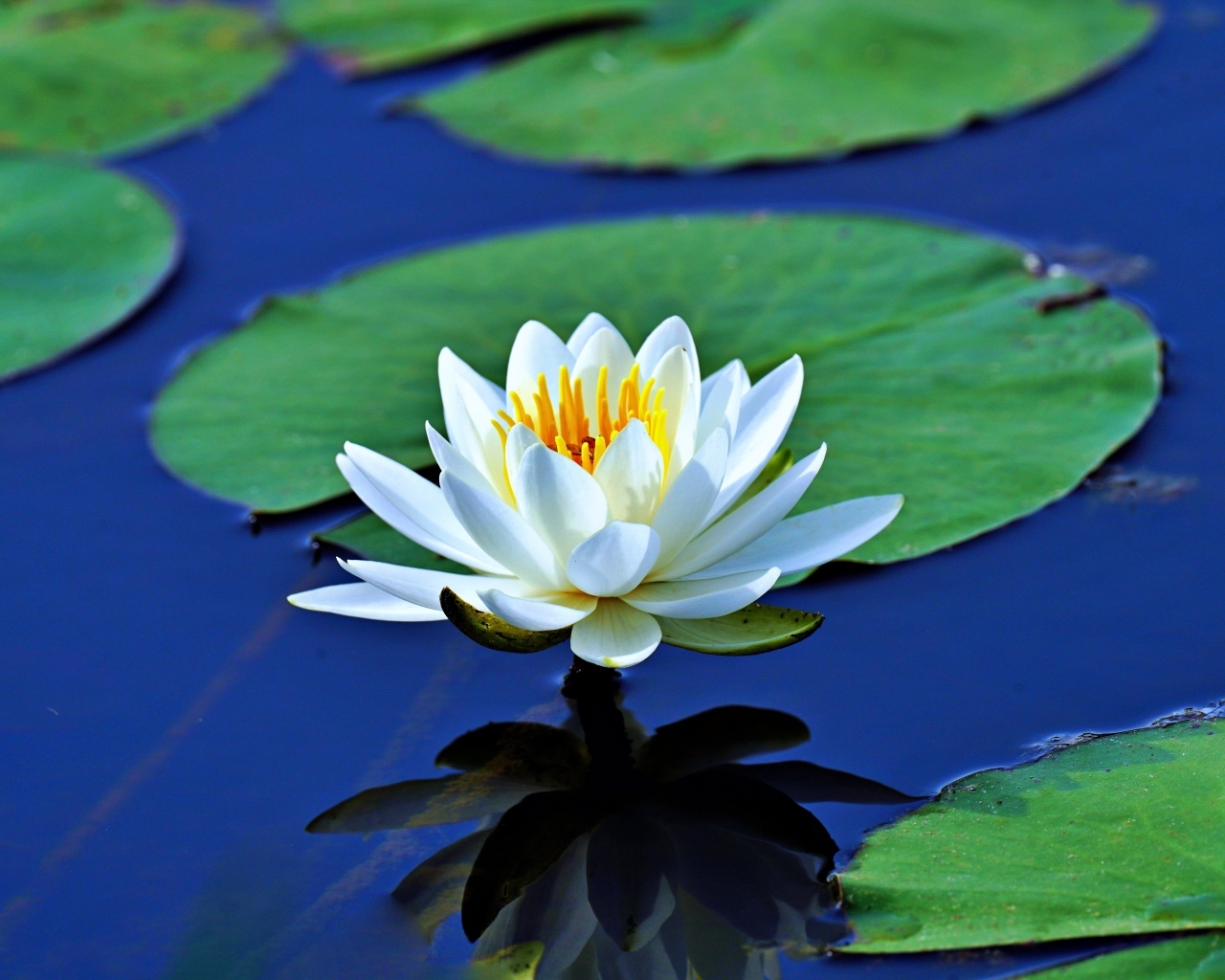 Белая водяная лилия с зелеными листьями растет в пруду