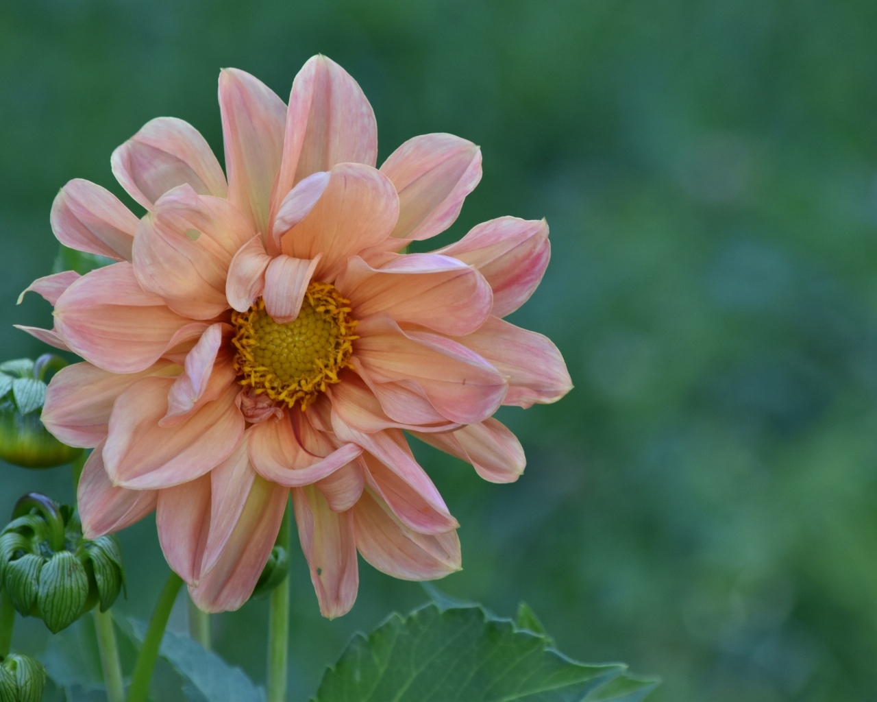 Увядшая розовая георгина на клумбе