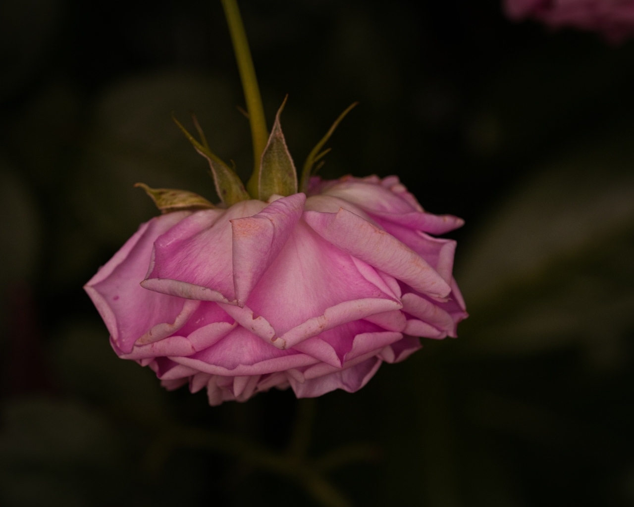 Увядшая розовая роза