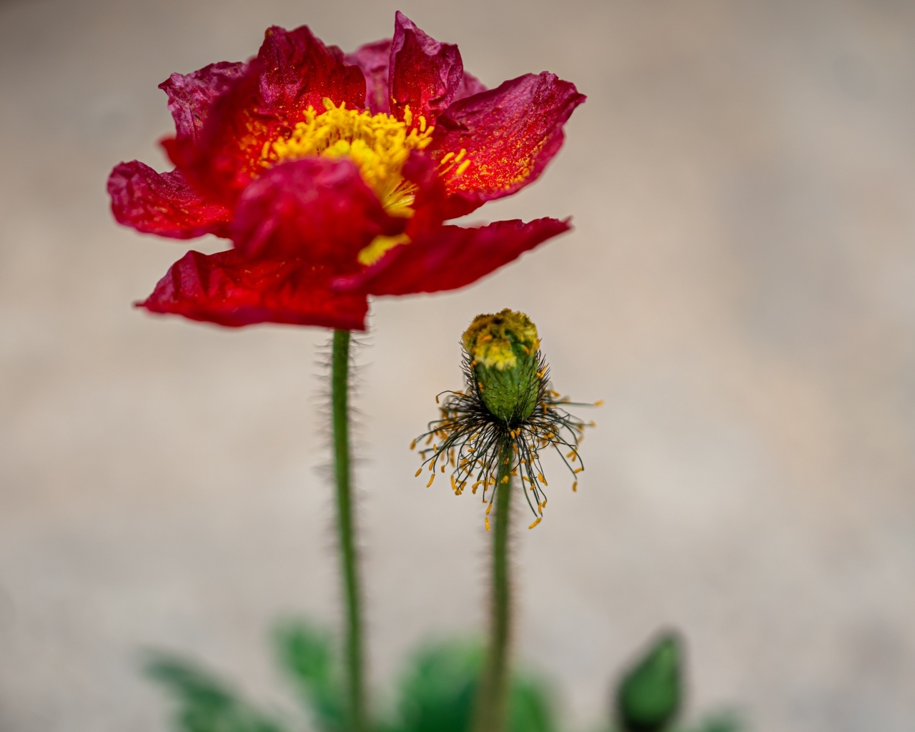 Увядшие лепестки красного мака