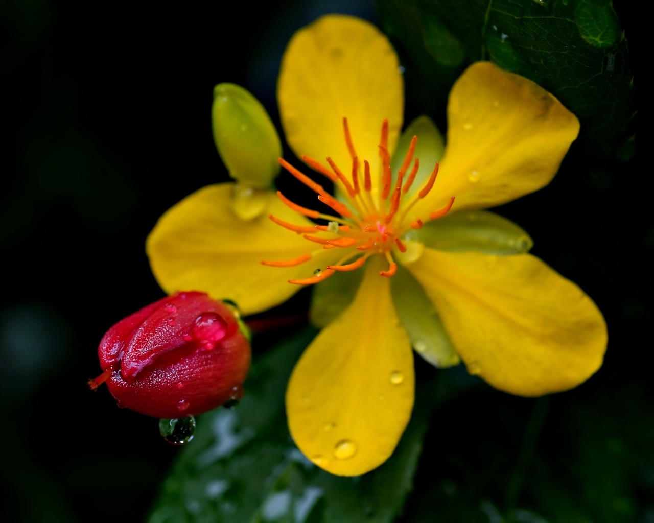 Желтый цветок зверобоя с бутоном крупным планом