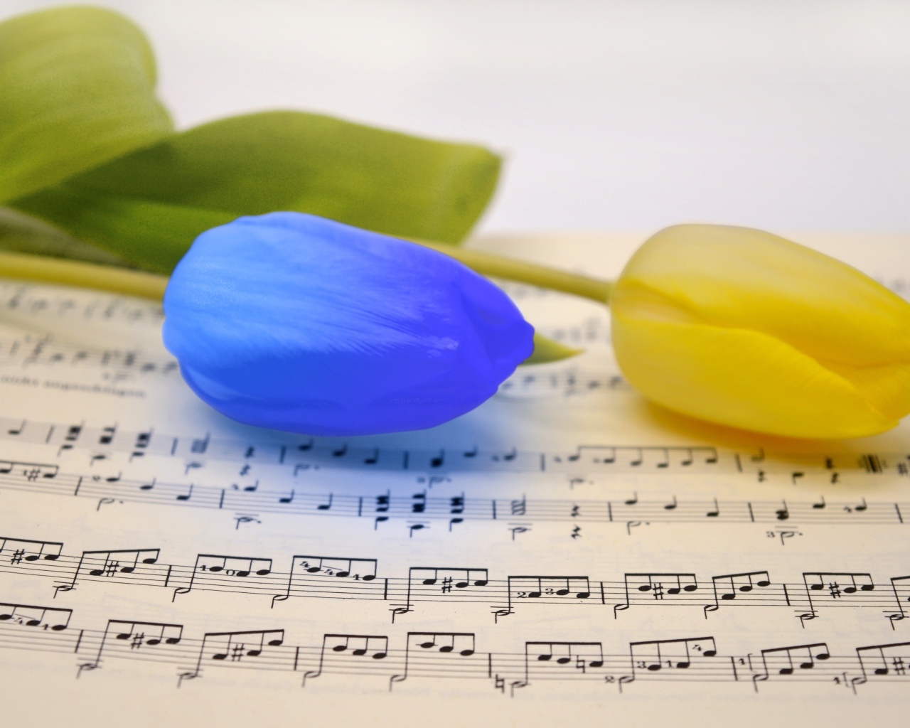 Желтый и синий тюльпан лежат на нотной тетради