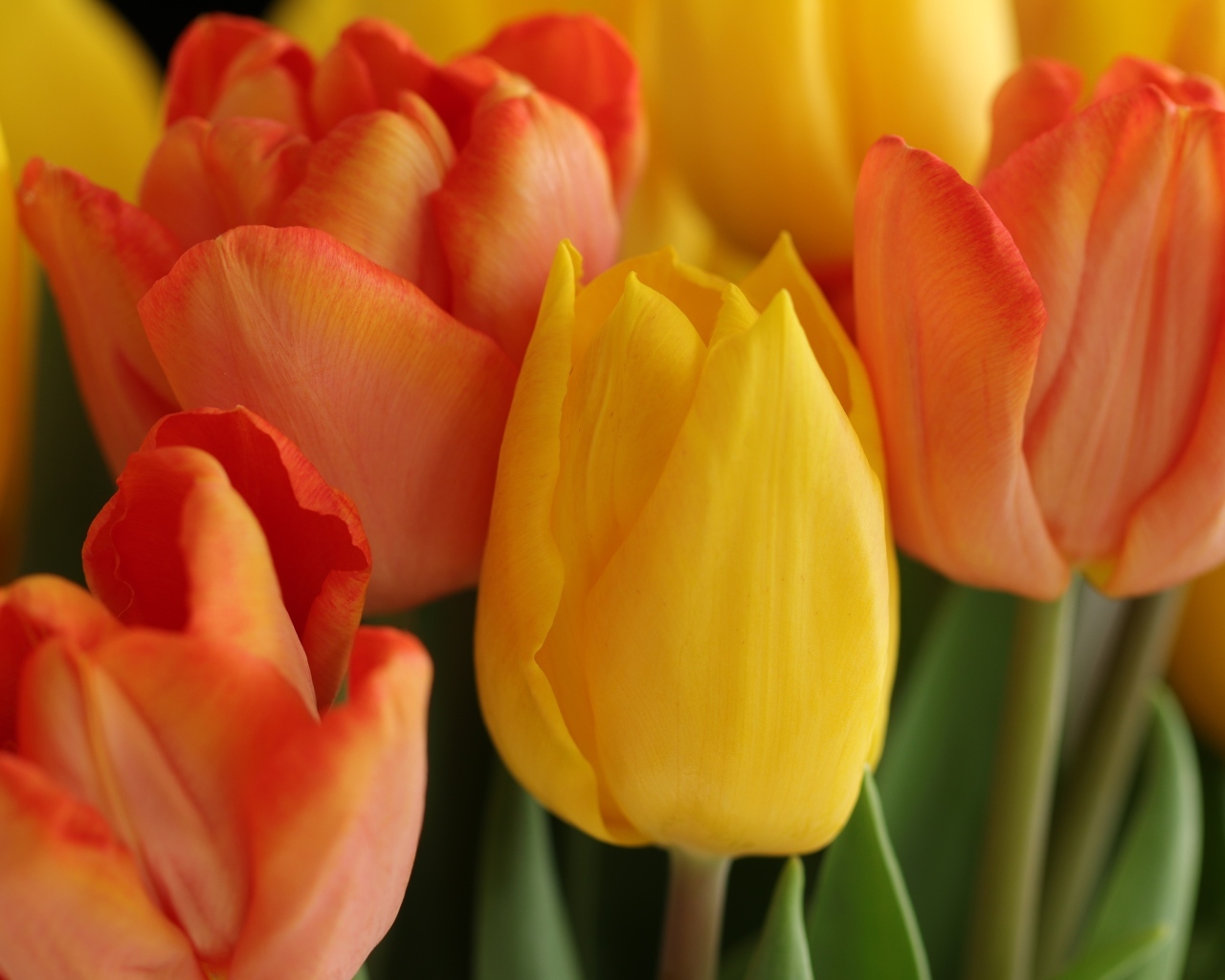 Желтые и оранжевые тюльпаны крупным планом