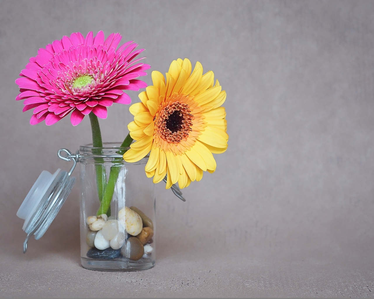 Желтый и розовый цветок герберы в банке