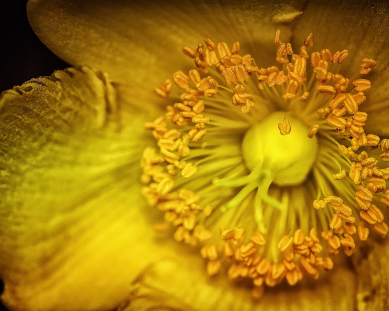 Желтый цветок анемоны крупным планом