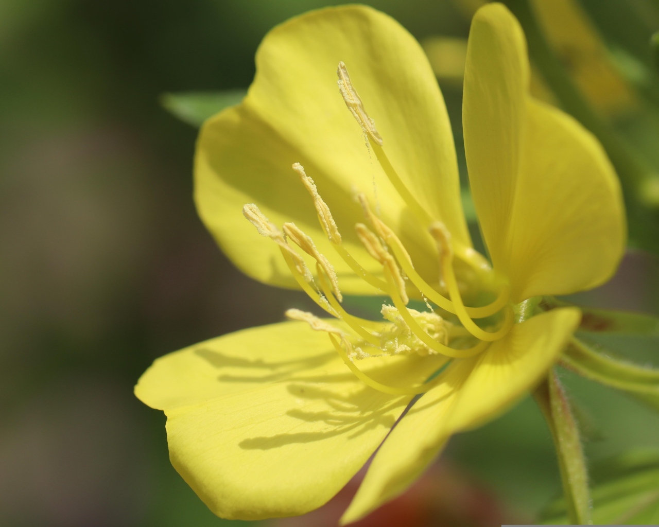 Желтый красивый цветок энотера