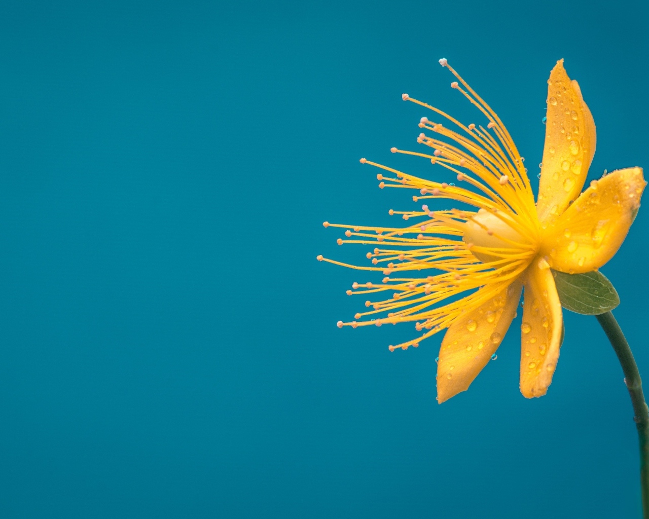 Желтый цветок чистотела на голубом фоне