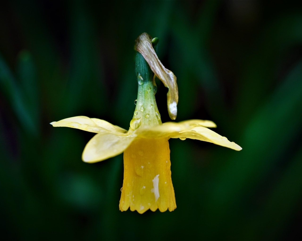 Желтый нарцисс в каплях росы