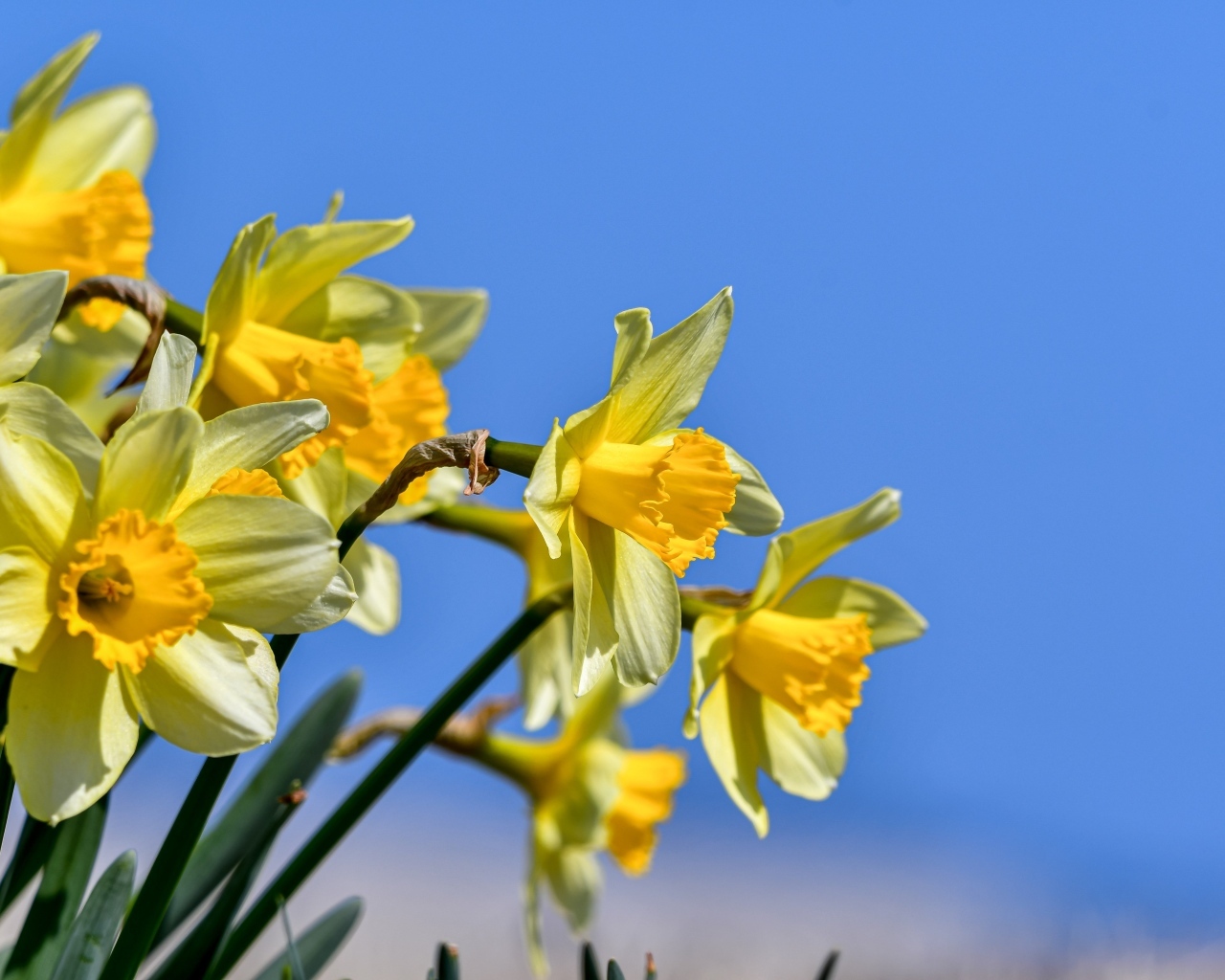 Желтые нарциссы на фоне голубого неба весной