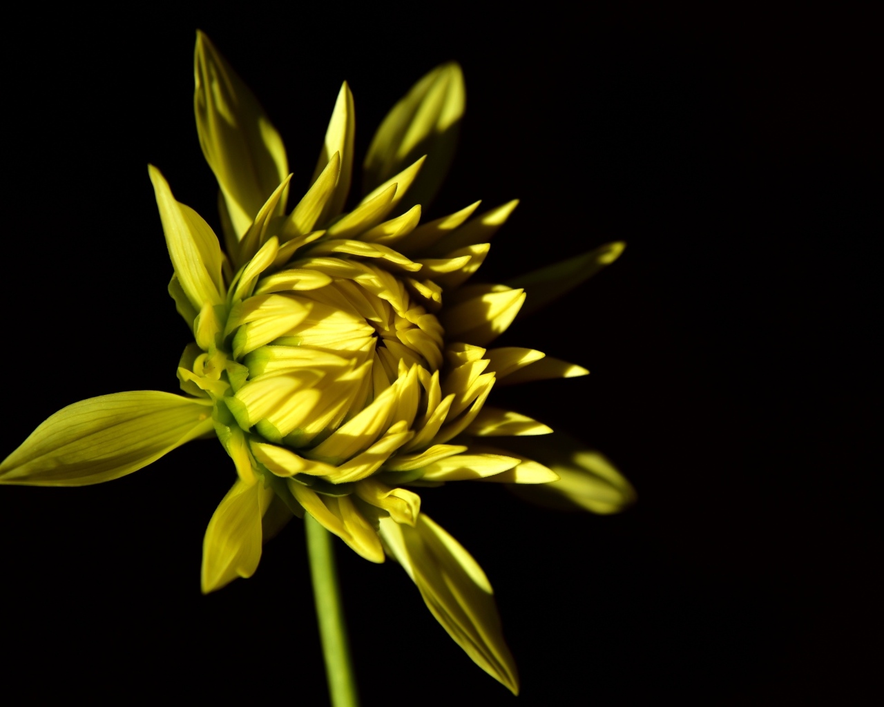 Желтый цветок георгина на черном фоне