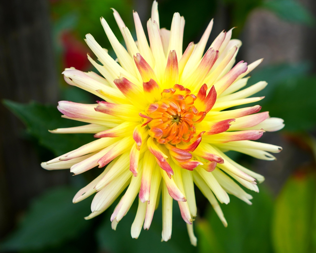 Цветок желтого георгина с острыми лепестками