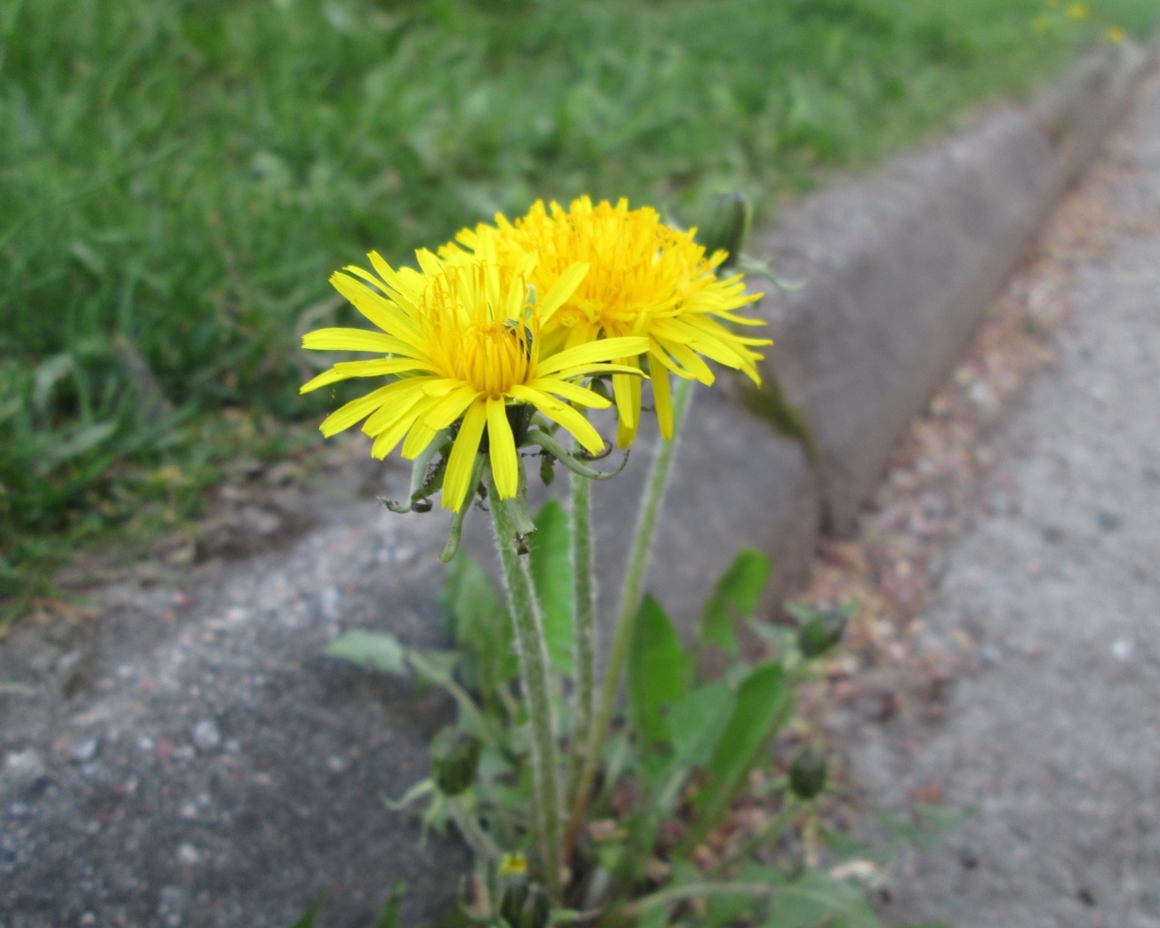 Желтые цветы одуванчика у дороги 