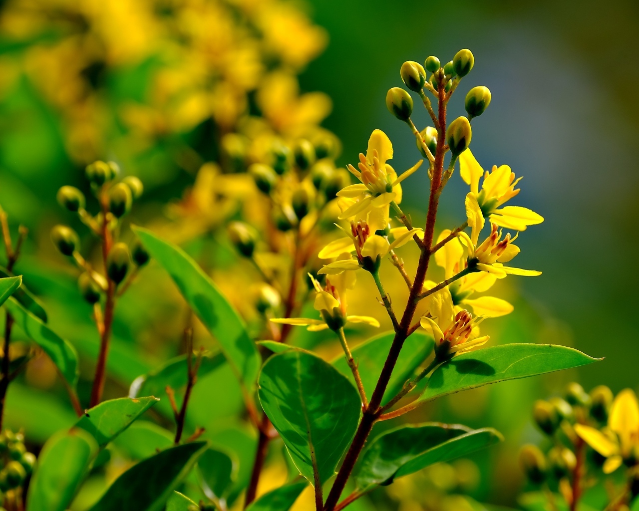 Желтые цветы на ветках