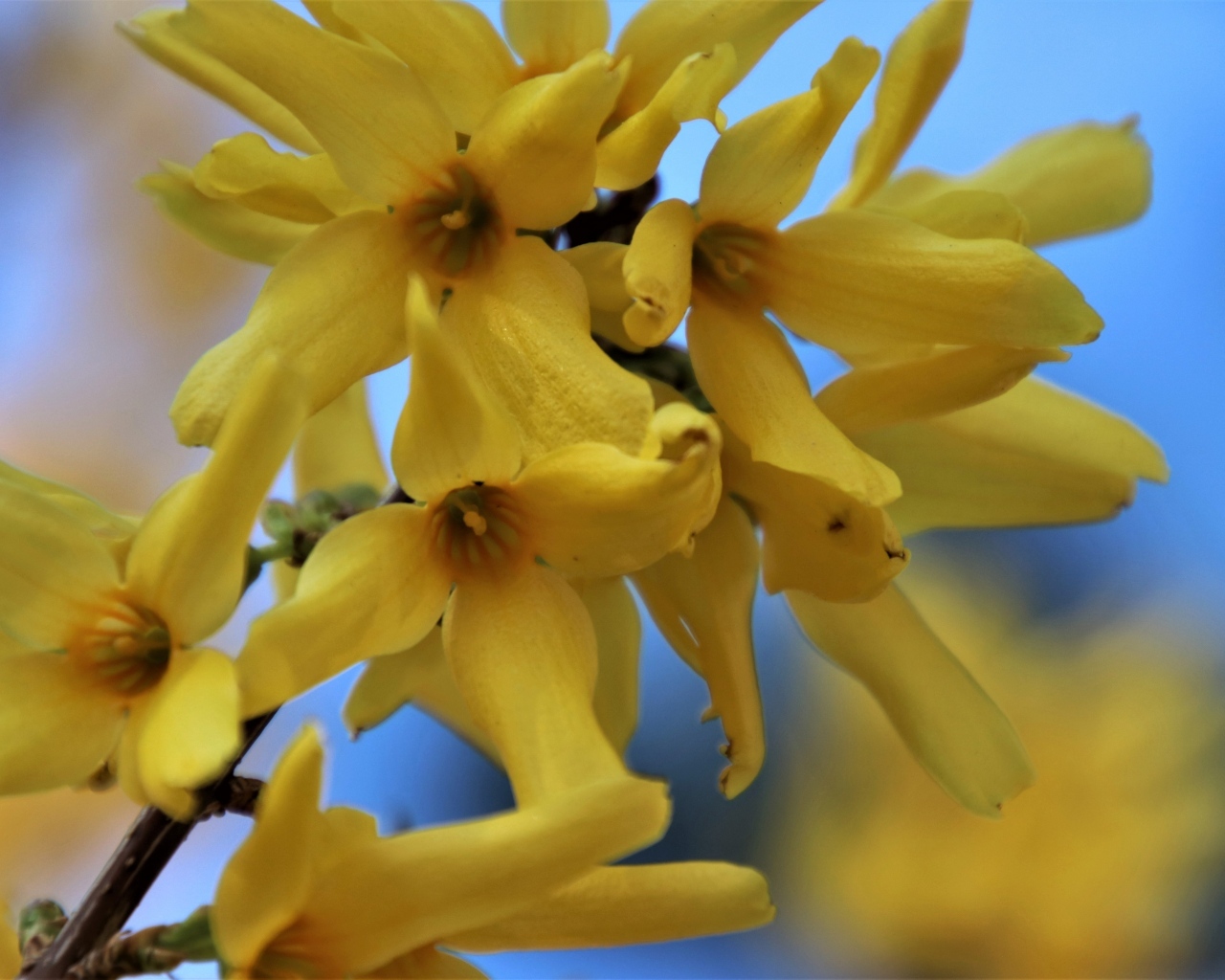 Желтые цветы форзиция крупным планом