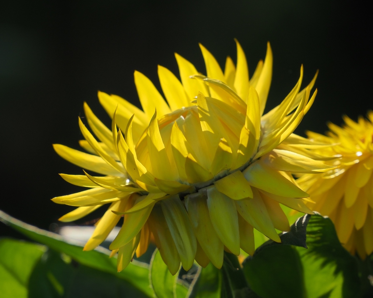 Желтый садовый цветок на черном фоне