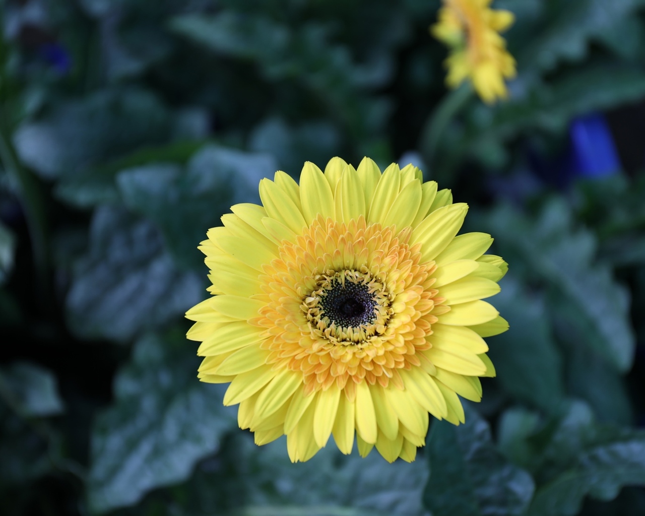 Желтый цветок герберы на клумбе крупным планом