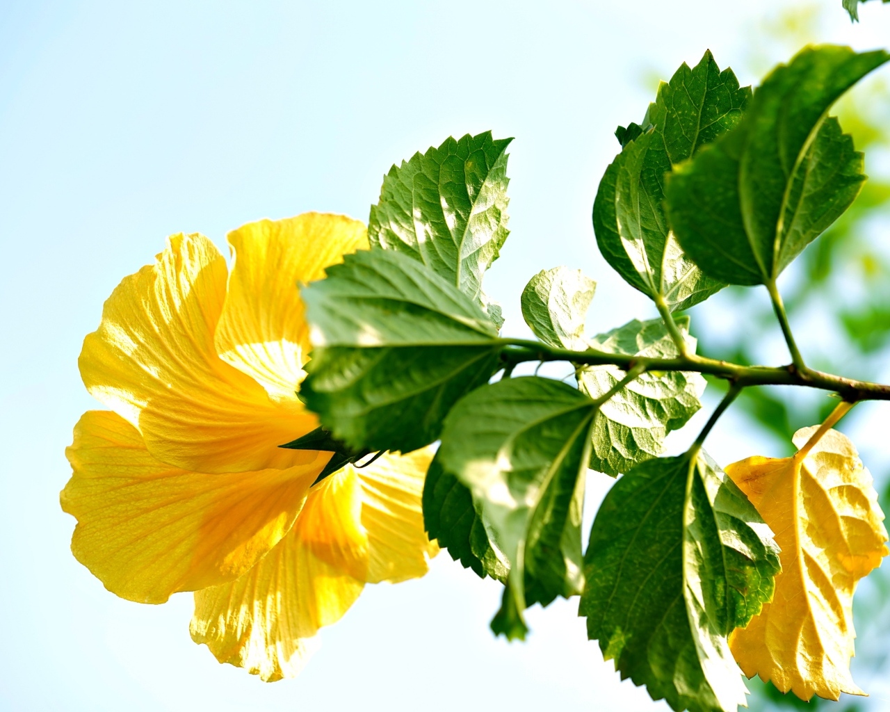Желтый цветок гибискуса с зелеными листьями на ветке