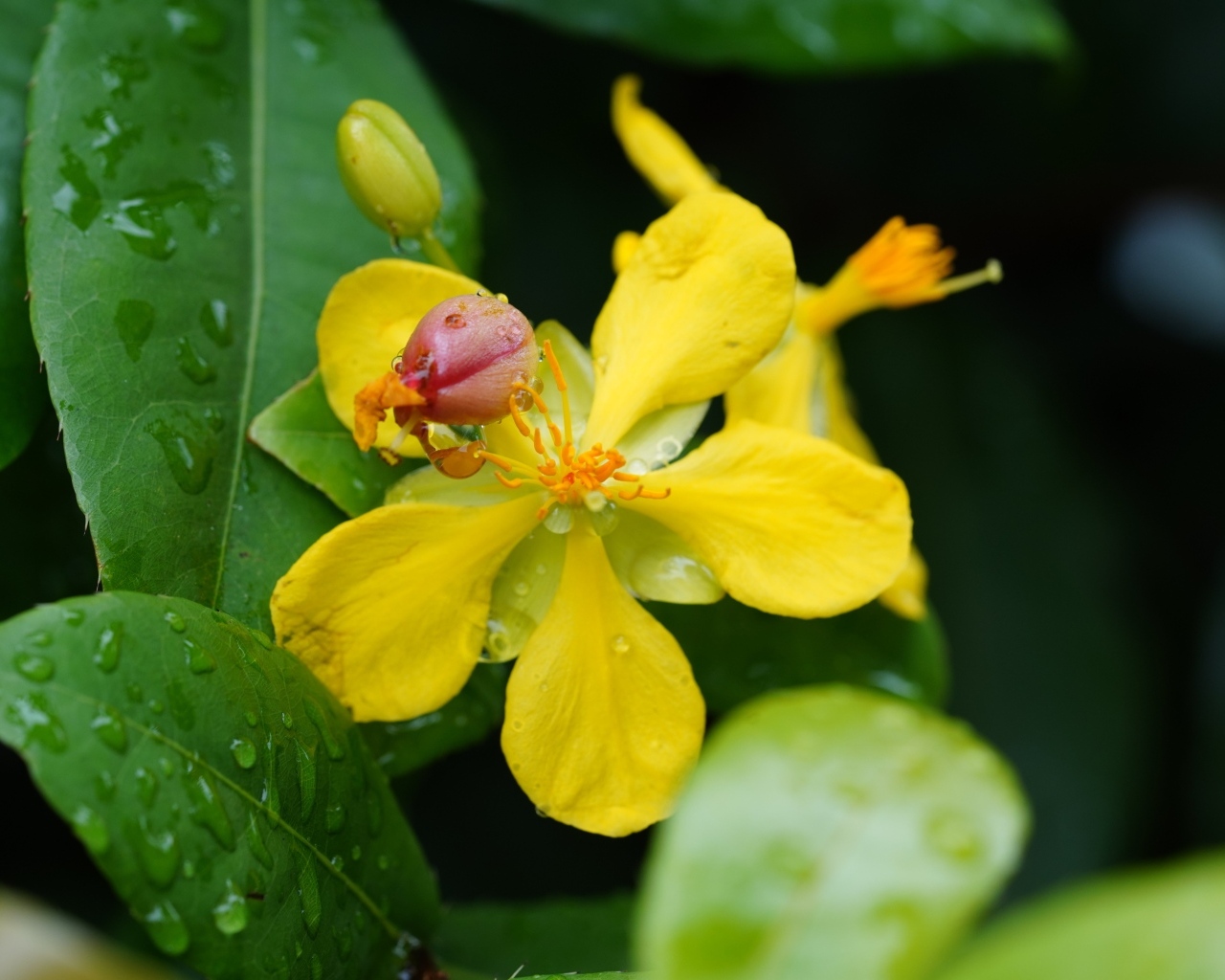 Желтый цветок гиперкум в каплях дождя