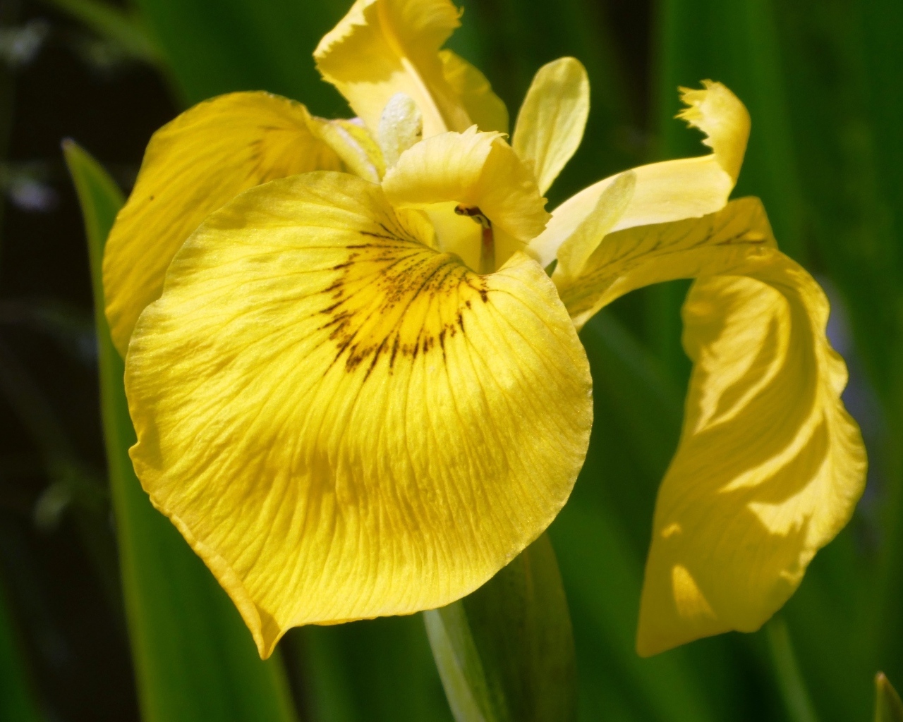 Желтый цветок ириса крупным планом