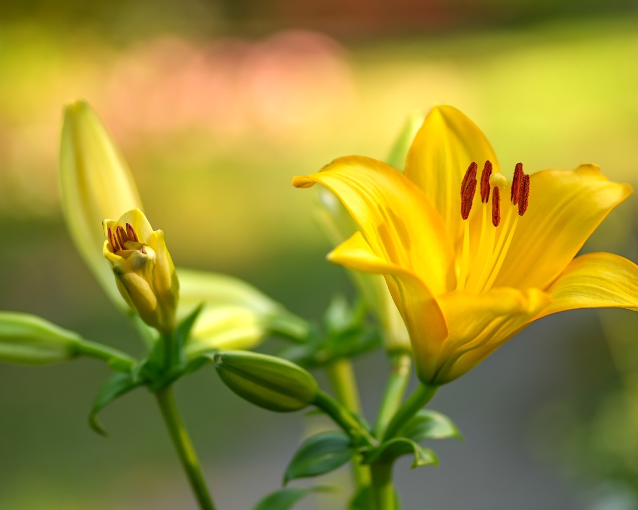 Желтые лилии с бутонами крупным планом