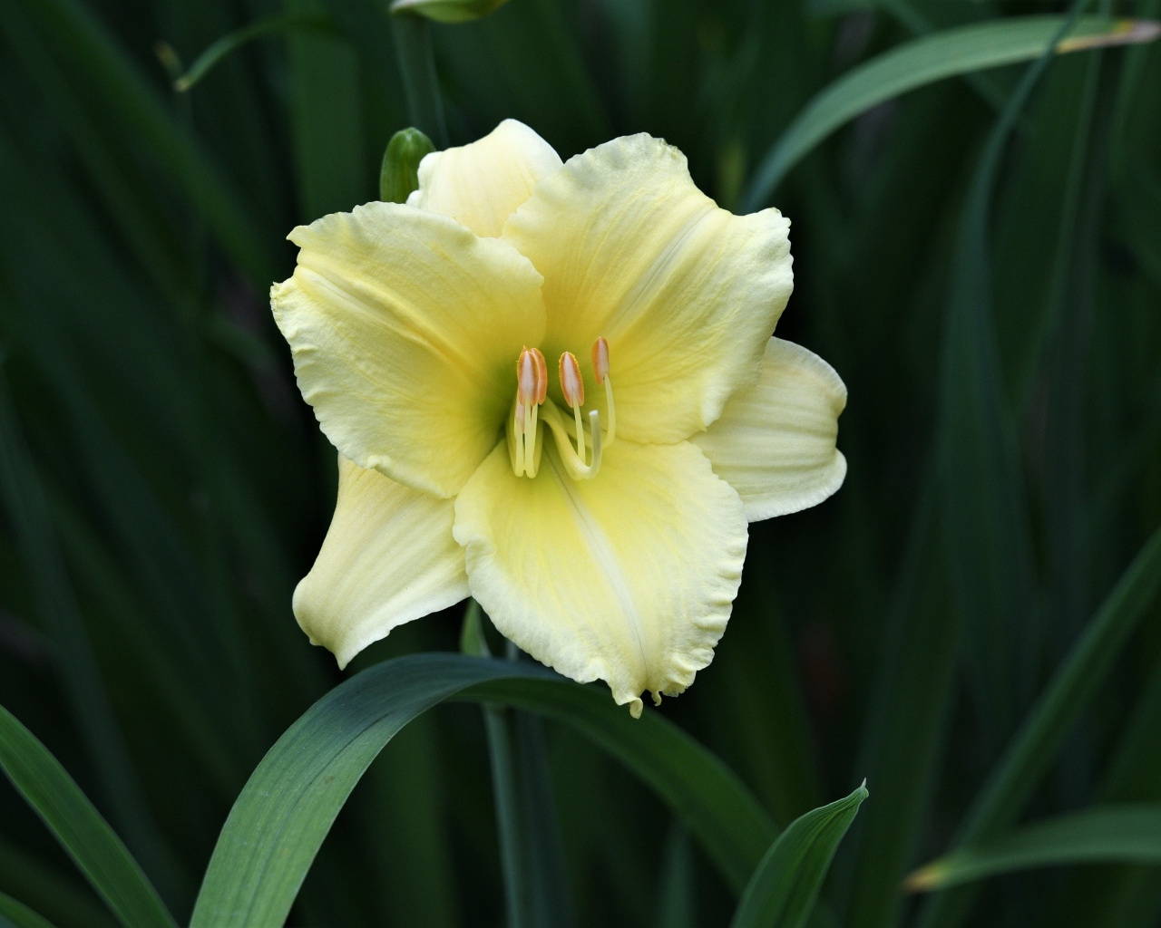 Желтый цветок лилии в зеленых листьях