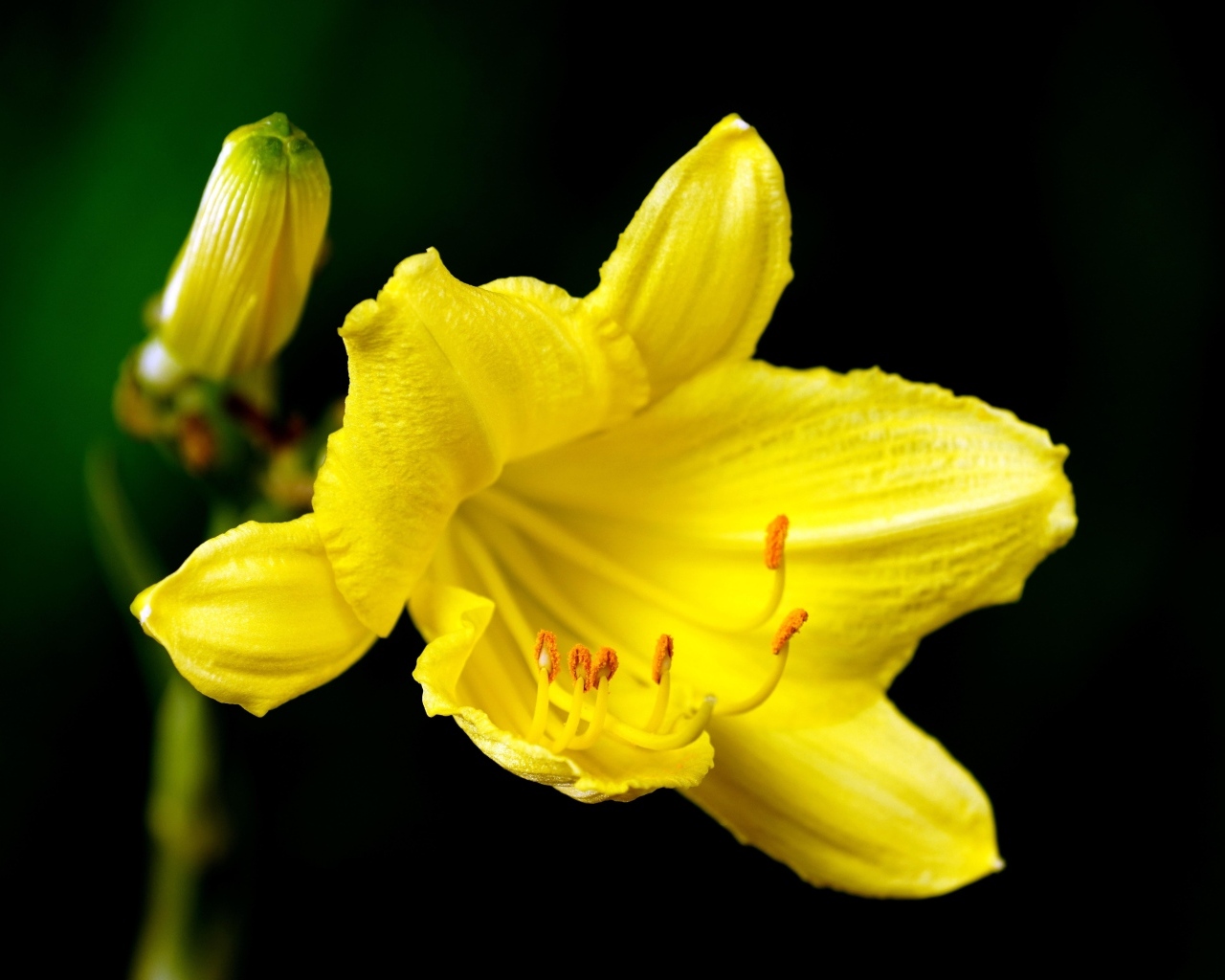 Желтая лилия с бутоном на черном фоне