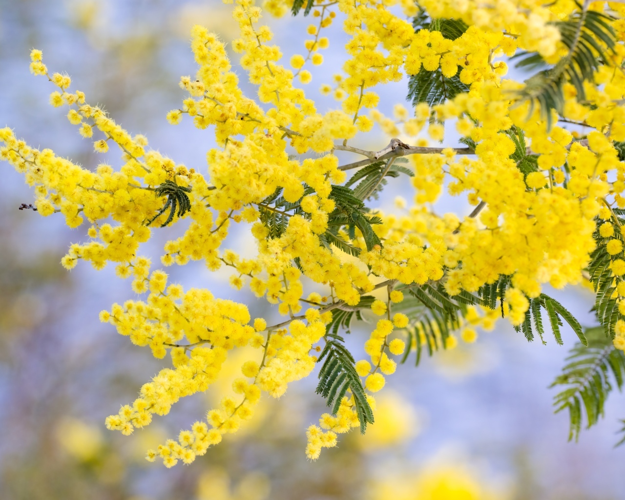 Желтая пышная ветка весенней мимозы