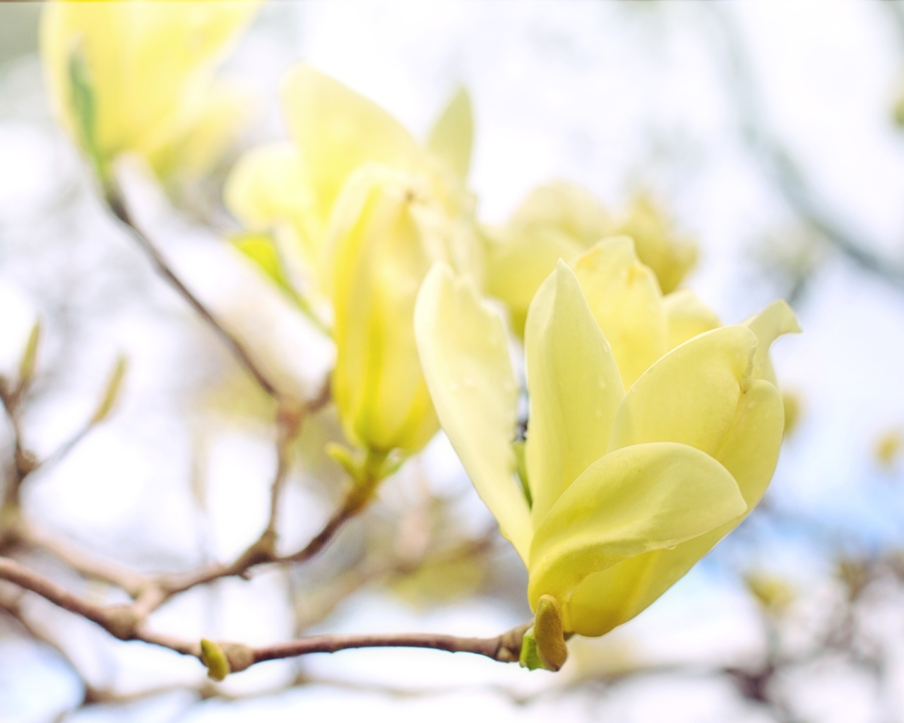 Желтые цветы магнолии на ветке дерева