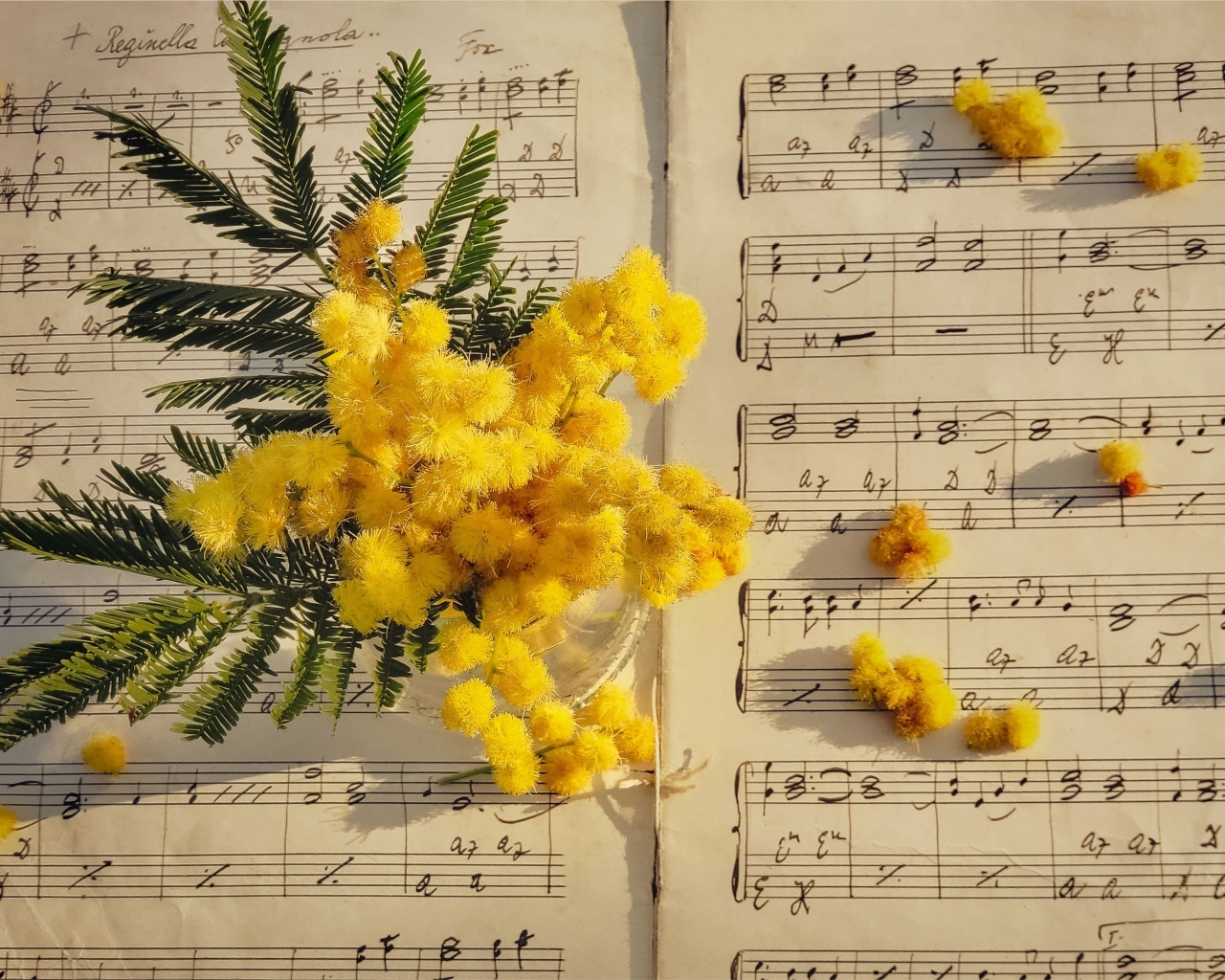 Желтые цветы мимозы на нотной тетради