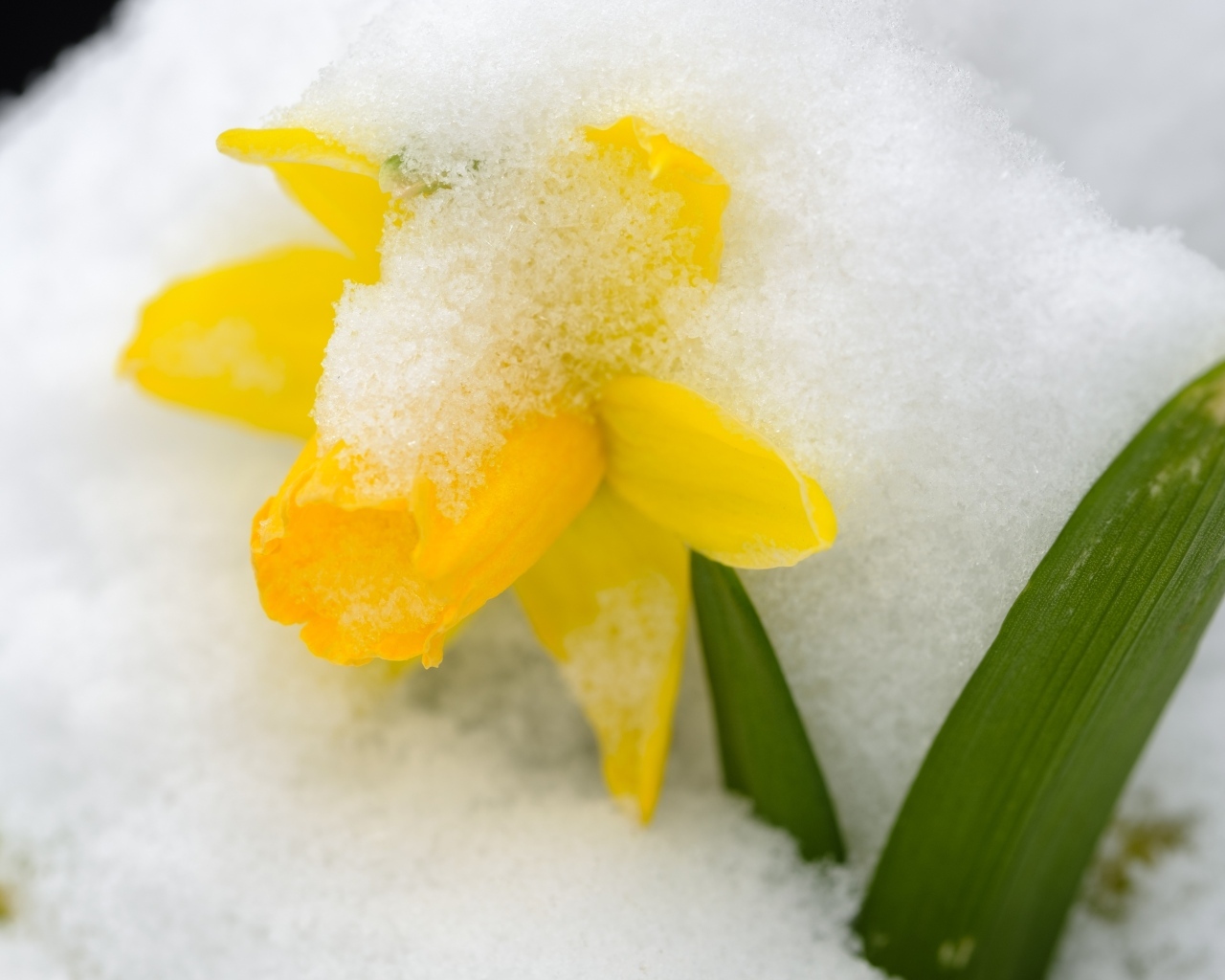 Желтый цветок нарцисса в белом снегу