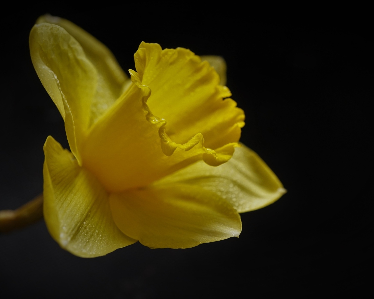 Желтый цветок нарцисса на черном фоне