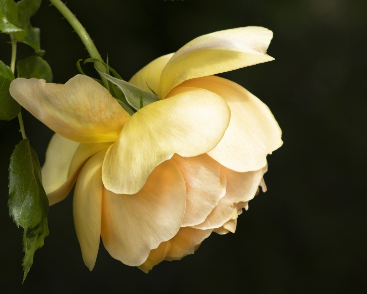 Желтая сорванная роза на черном фоне